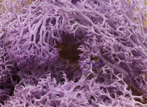 20g Artificial Plant Eternal Life Moss