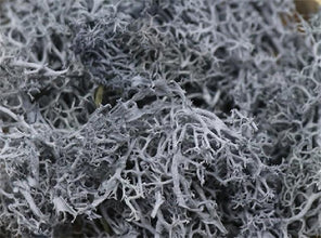 20g Artificial Plant Eternal Life Moss