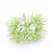 6pcs Artificial Plants Decorative Flowers
